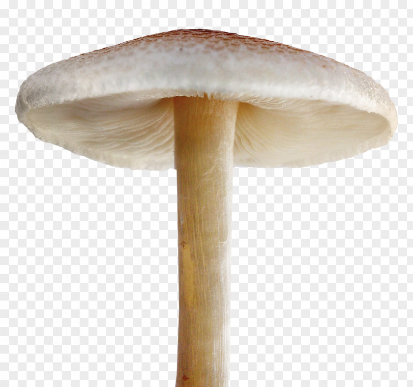 Mushroom Download PNG