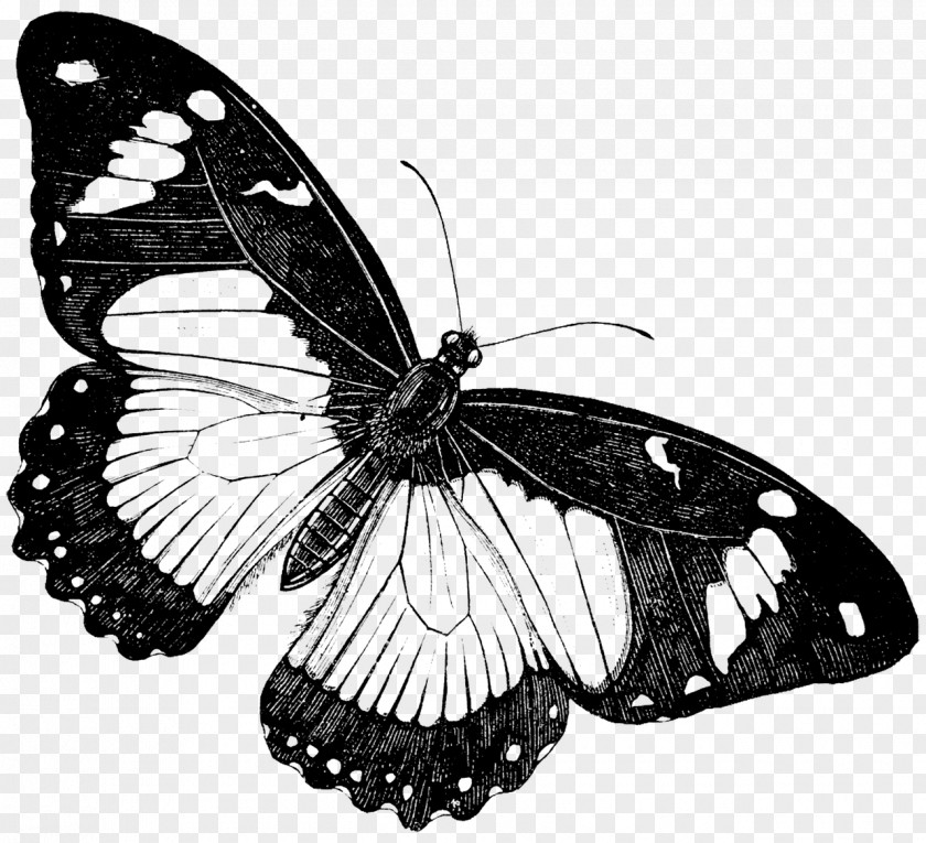 Papillon Butterfly Drawing Painting PNG