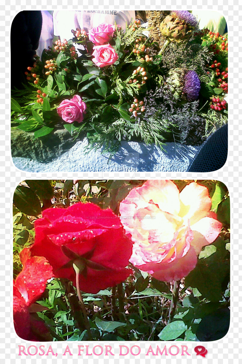 Peony Garden Roses Cabbage Rose Floribunda Floral Design PNG