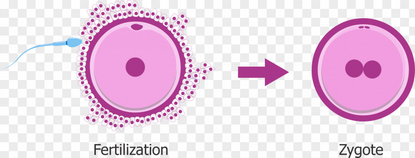 Pregnancy Zygote Fertilisation Egg Cell Embryo Gamete PNG