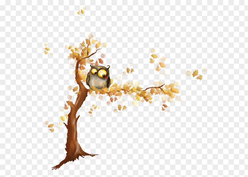 Tree Image JPEG Owl PNG