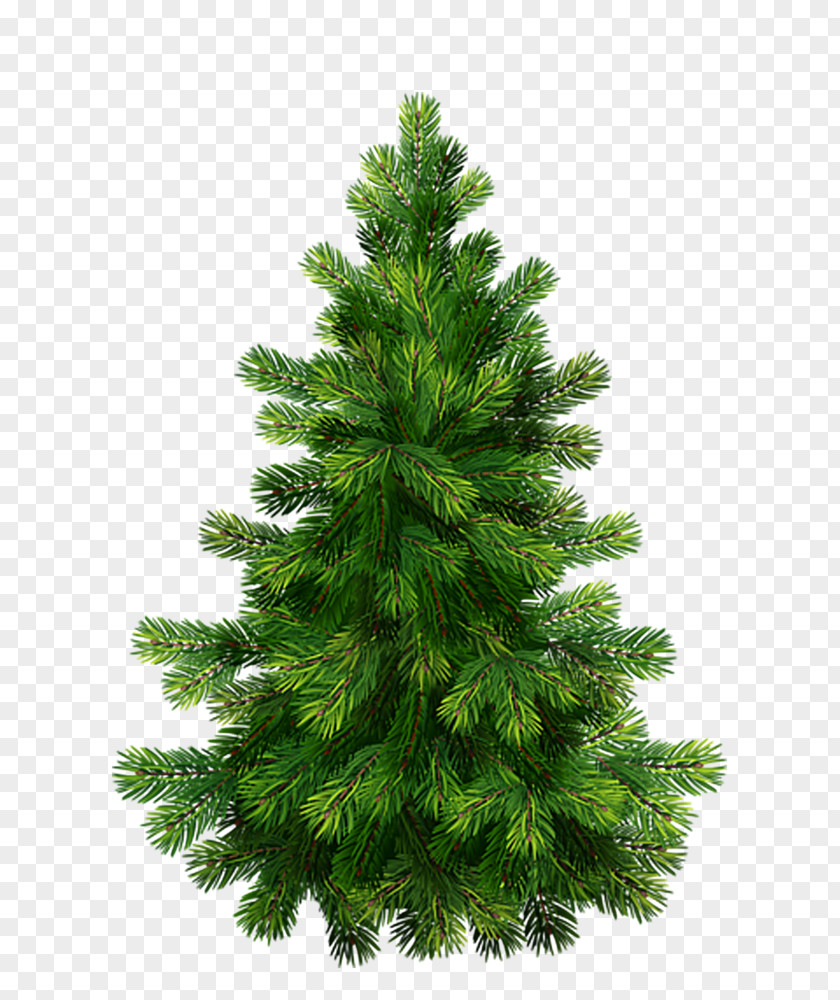 Tree Pine Christmas Graphics Clip Art PNG