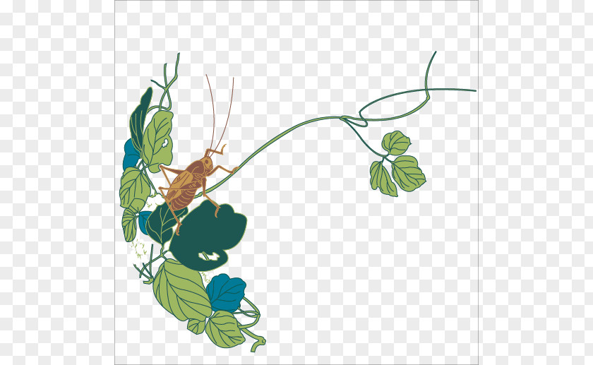 Vector Grasshopper Bush Crickets Insect Illustration PNG