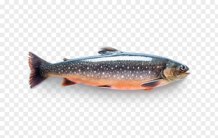 Fish Sardine Salmon Arctic Char Trout PNG