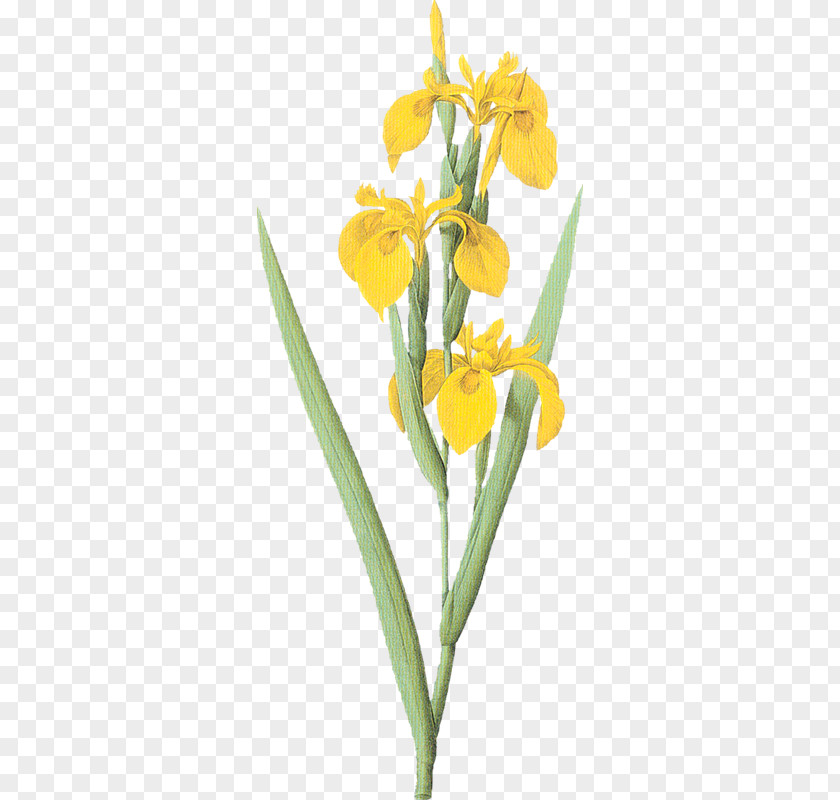 Iris Variegata Pseudacorus Flower Clip Art PNG