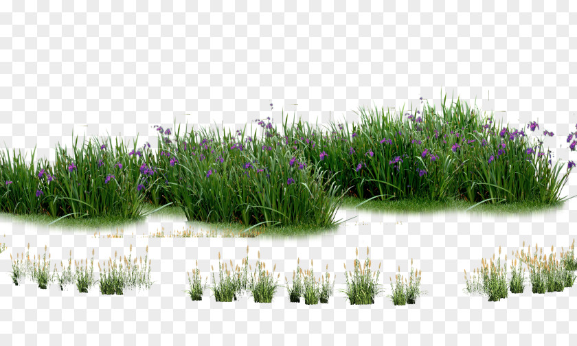 Plants Flowers Grass Landscaping Computer File PNG