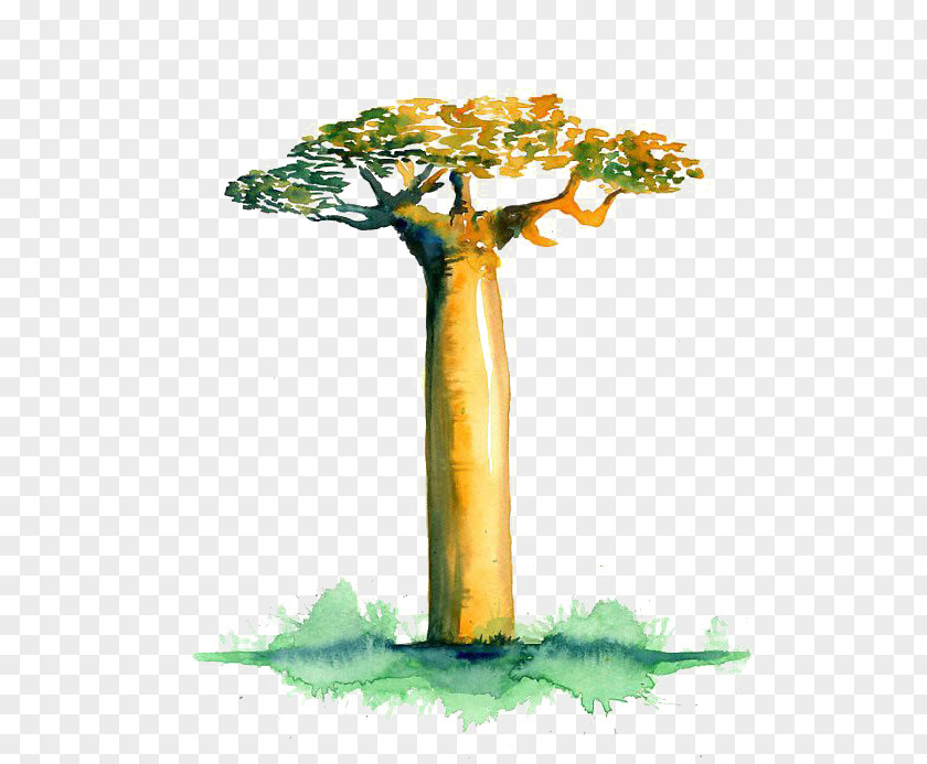 Watercolor Tree Avenue Of The Baobabs Adansonia Gregorii Digitata Clip Art PNG