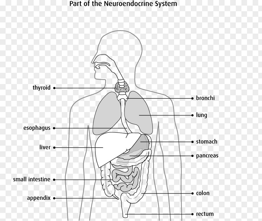 Blood Glucose Neuroendocrine Cell Endocrine System Gland Tumor PNG