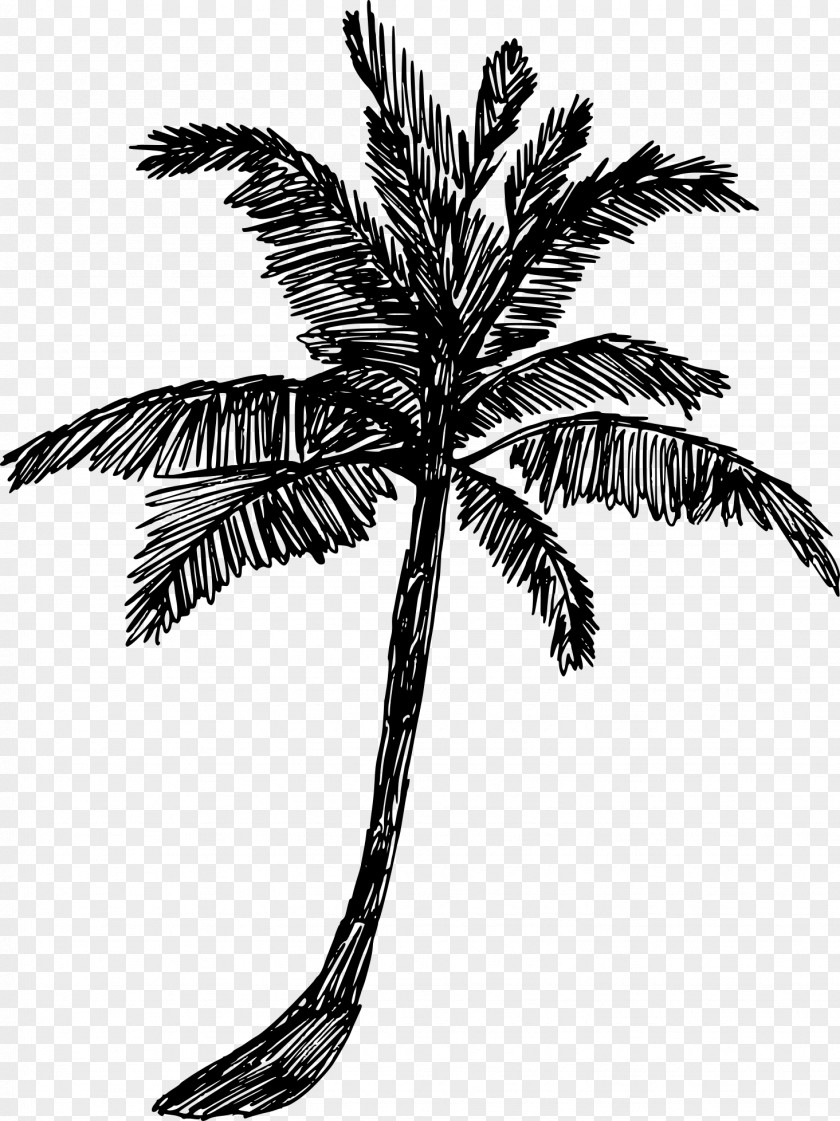 Coconut Woody Plant Palm Tree PNG