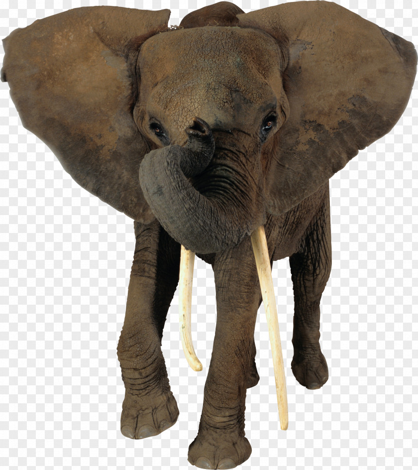 Elephant African Indian Animal PNG