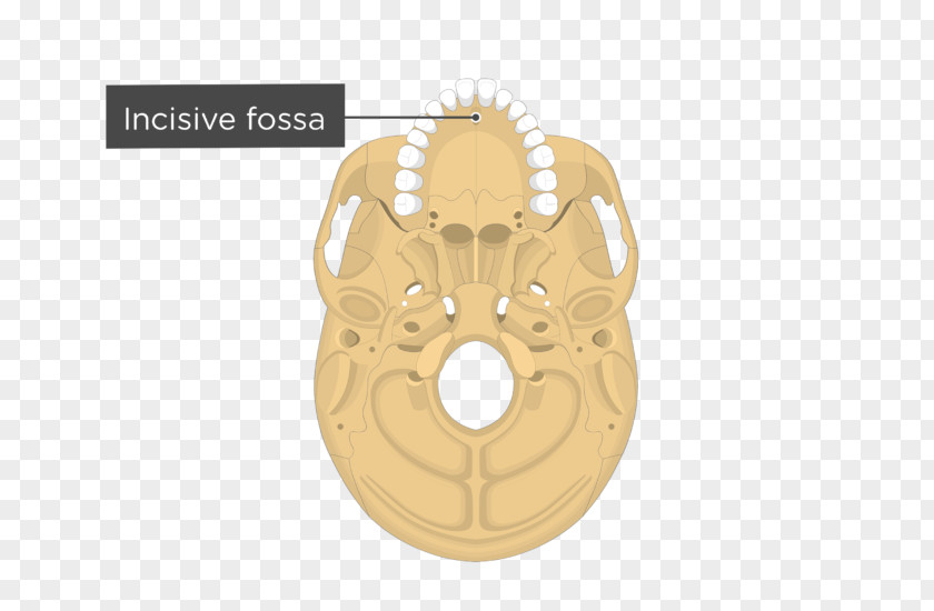 Fossa Pterygoid Processes Of The Sphenoid Palatine Process Maxilla Bone PNG