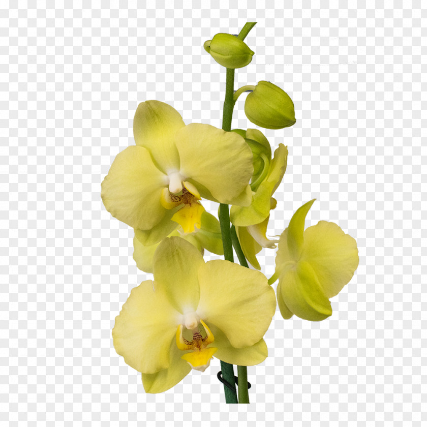 Plant Moth Orchids Cut Flowers Gayfeather PNG