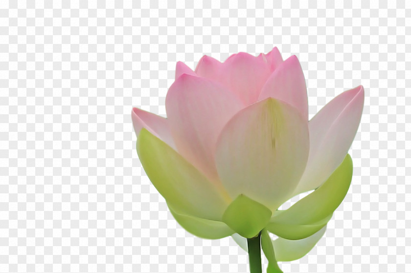 Sacred Lotus Plant Stem Bud Nelumbonaceae Close-up PNG