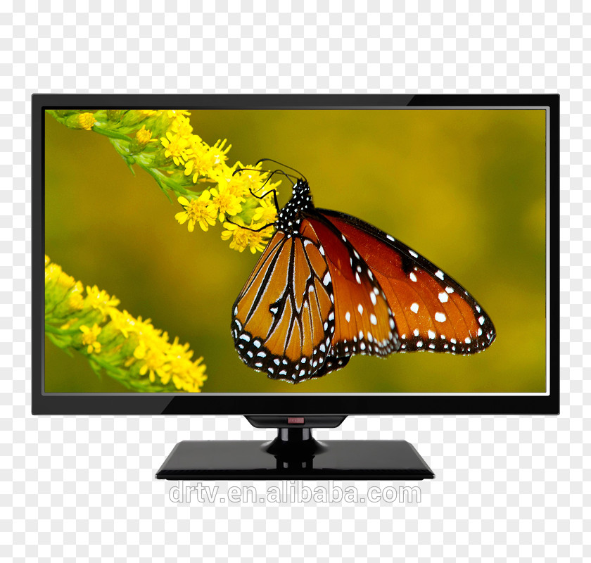 Butterfly Desktop Wallpaper High-definition Television 1080p Display Resolution PNG