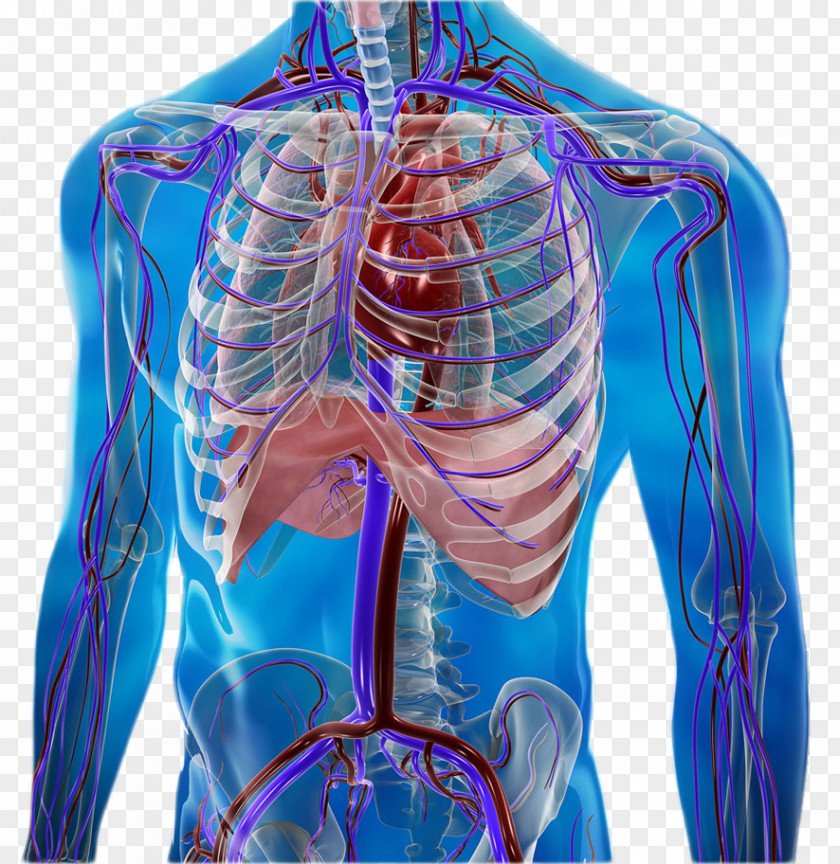 Circulatory System Human Body Anatomy Physiology Omega-3 Fatty Acids PNG