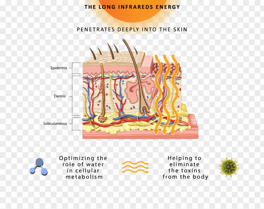 Nail Integumentary System Human Body Anatomy & Physiology Skin PNG