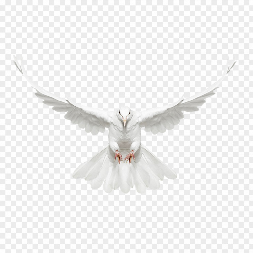 White Dove Fly Front Columbidae Bird PNG