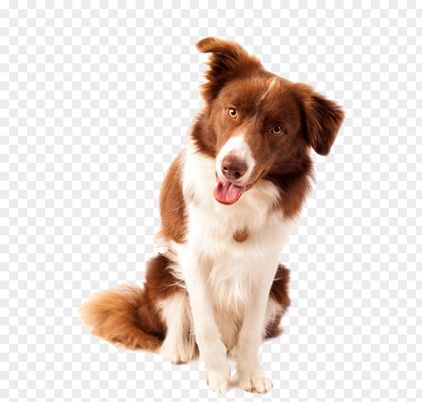 Collie Border Dog Breed Nova Scotia Duck Tolling Retriever Scotch Puppy PNG