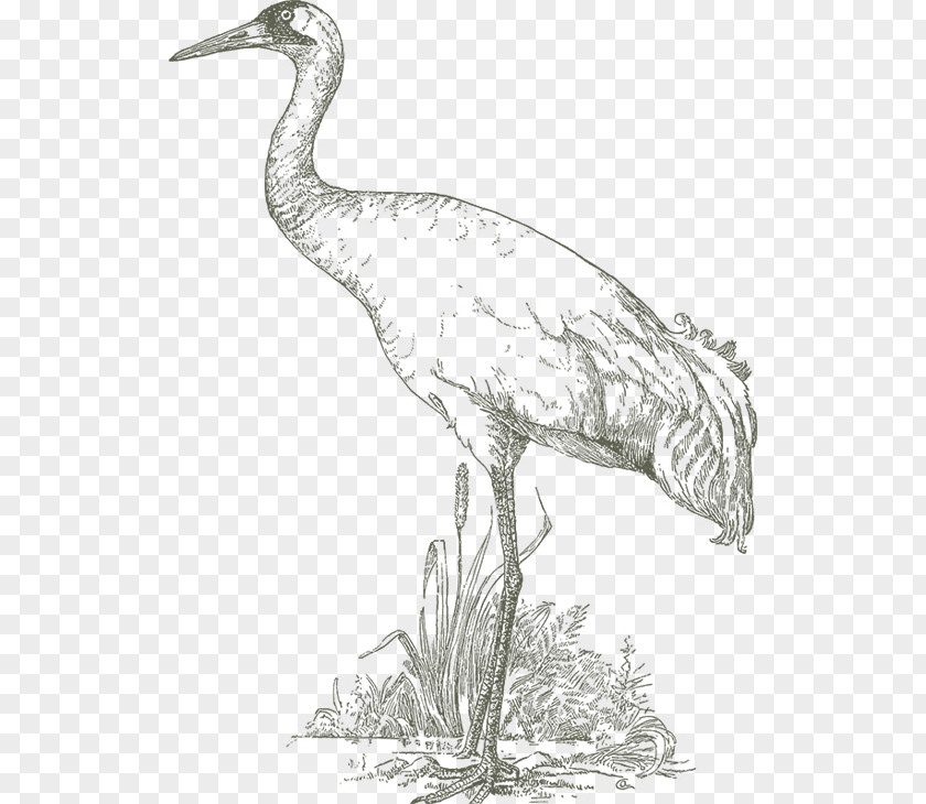 Crane Bird Reptile Heron Intaka Island PNG