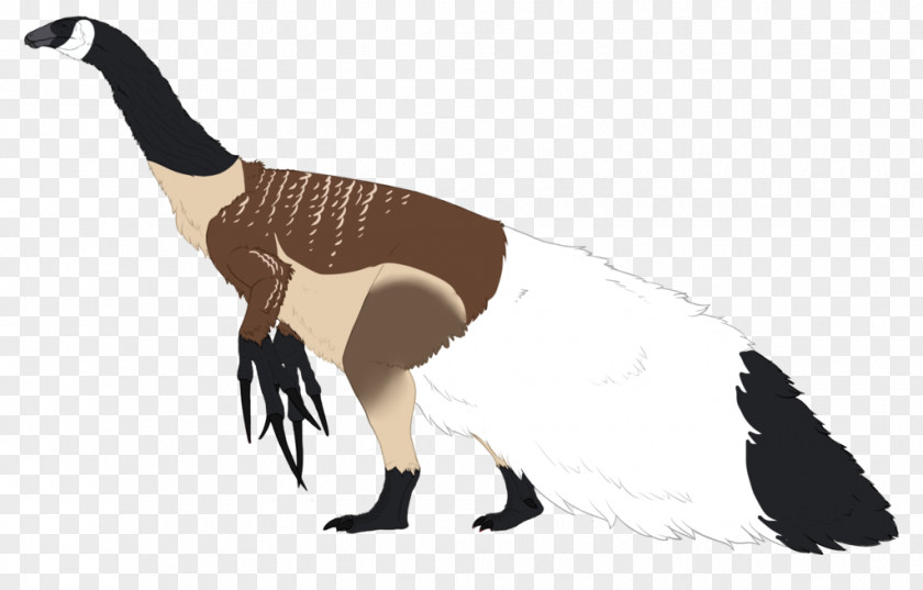Goose Duck Flightless Bird Feather PNG