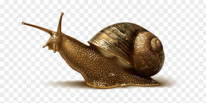 Snail Snails & Slugs Stylommatophora PNG