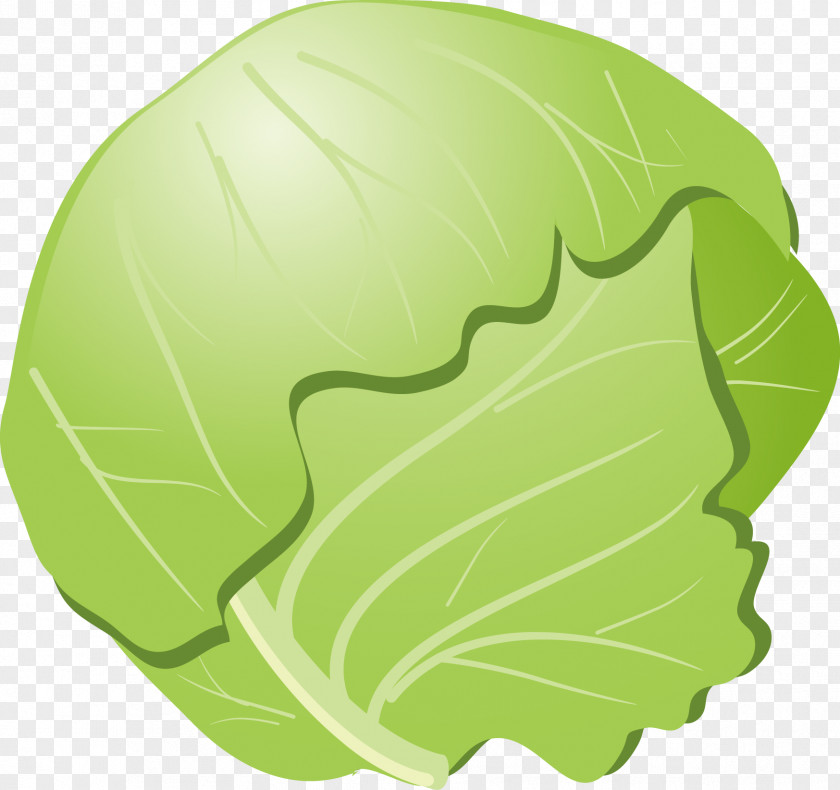 Vector Cabbage Cauliflower Okonomiyaki Vegetable PNG