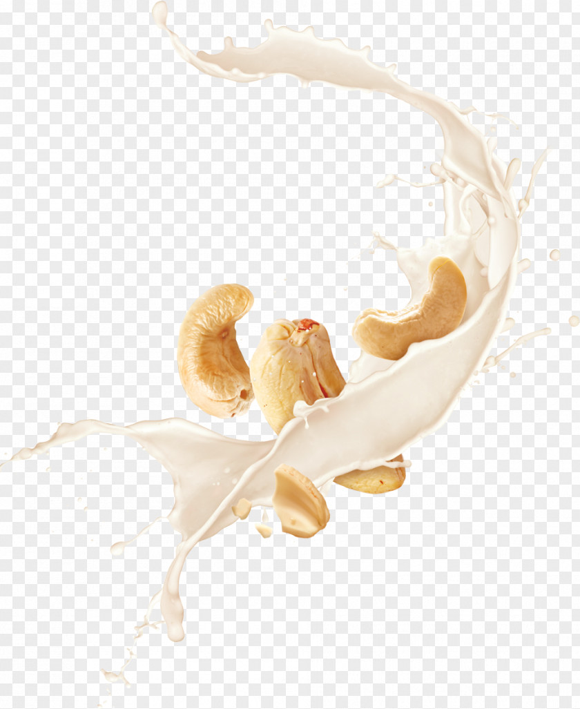 CASHEW Insect Organism Ear PNG