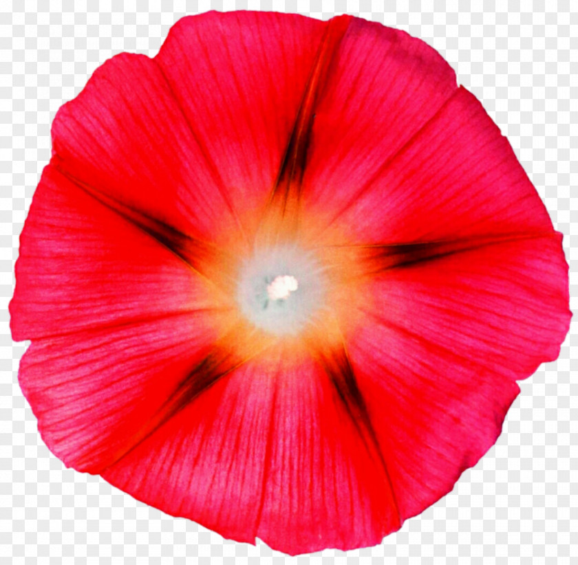 Coral Mallows The Poppy Family PNG