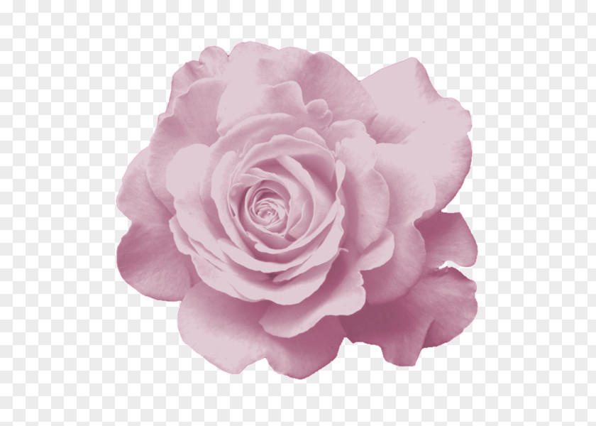 Flower Garden Roses Centifolia Fuchsia Clip Art PNG