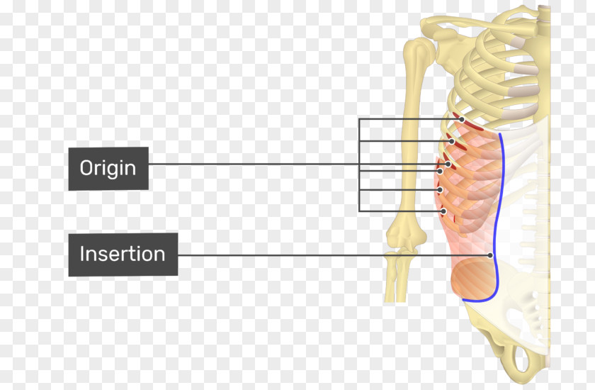 Oblique Abdominal External Muscle Abdomen Internal Origin And Insertion PNG