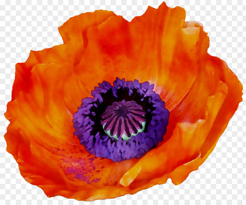 Anemone PNG