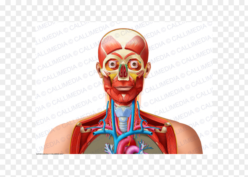 Head And Neck Homo Sapiens Human Anatomy & Physiology Shoulder Blood Vessel PNG