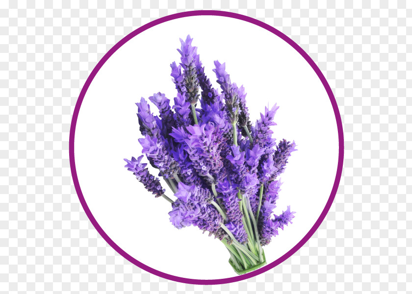 Plant English Lavender French Cut Flowers PNG