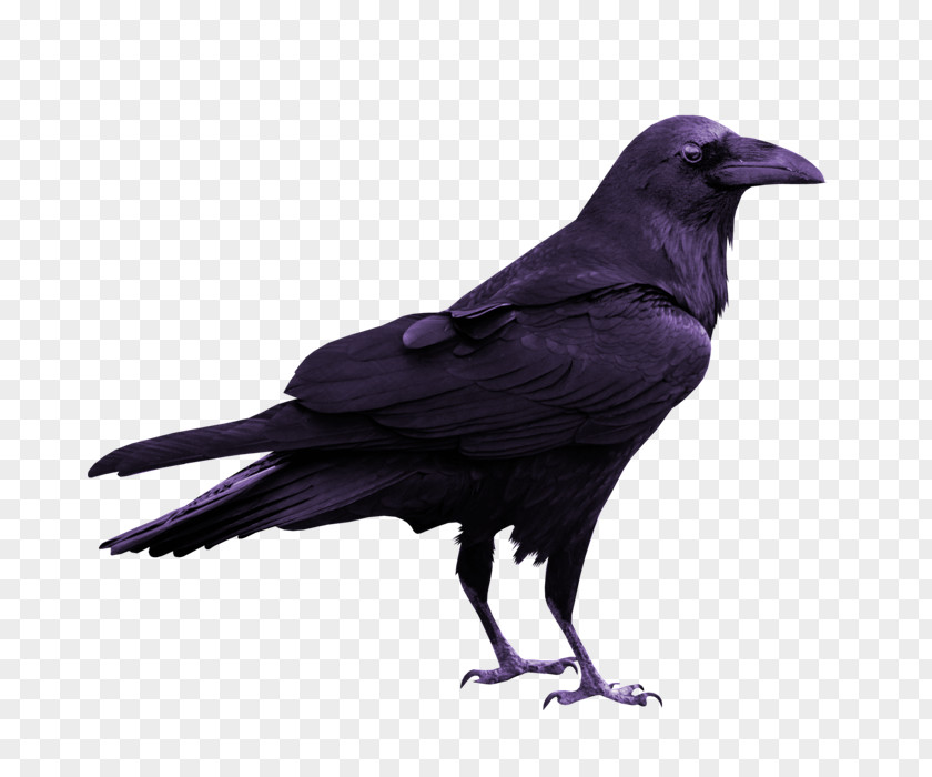 Silhouette Rook Common Raven PNG