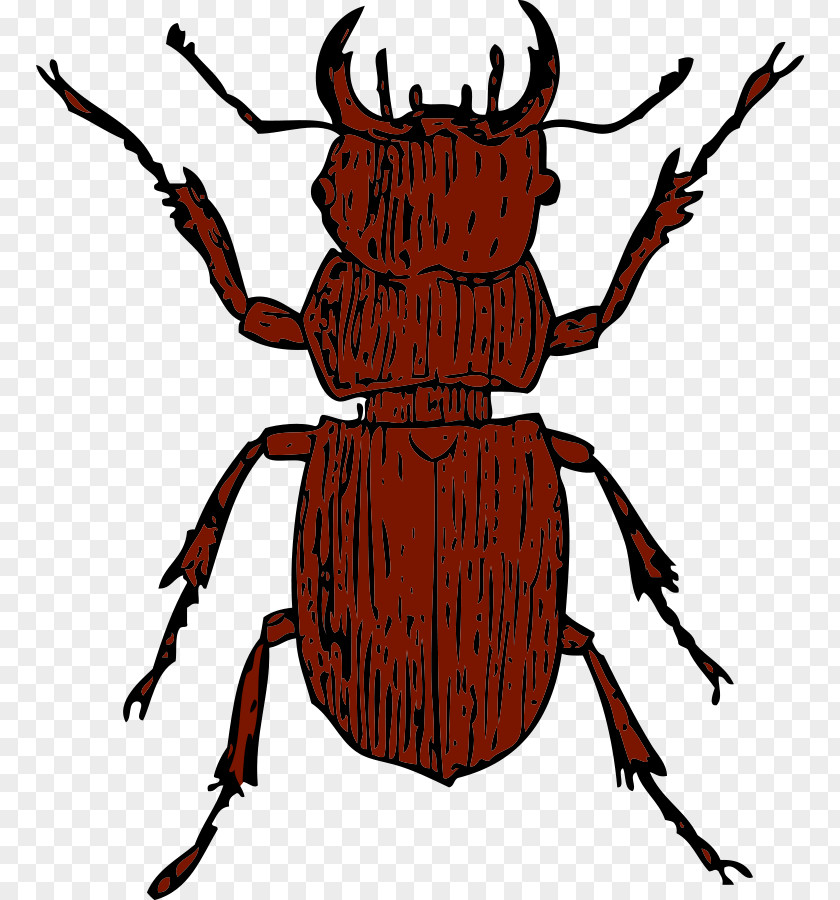 Beetle Cliparts Stag Deer Clip Art PNG