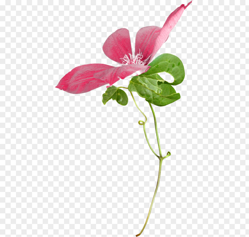 Pedicel Anthurium Pink Flower Cartoon PNG
