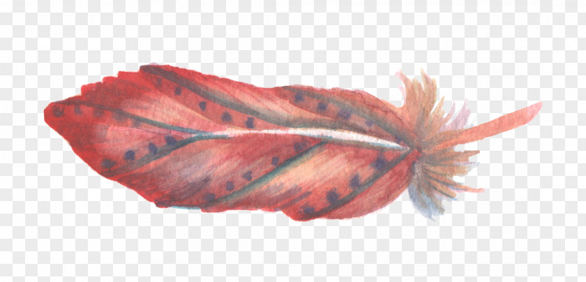 Sen Department Of Fresh Red Feather Watercolor Painting PNG