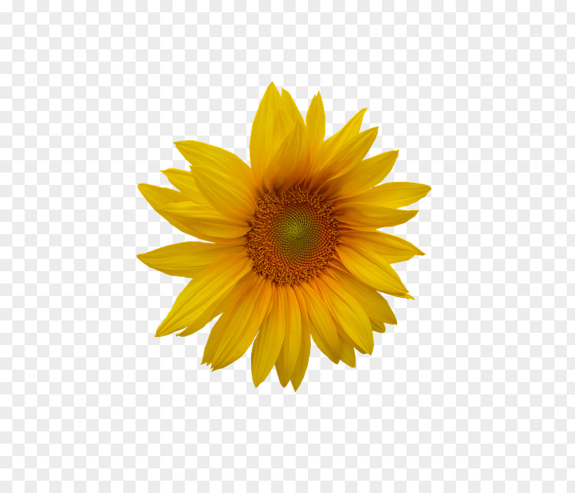 Sunflower Common Pseudanthium Sticker PNG