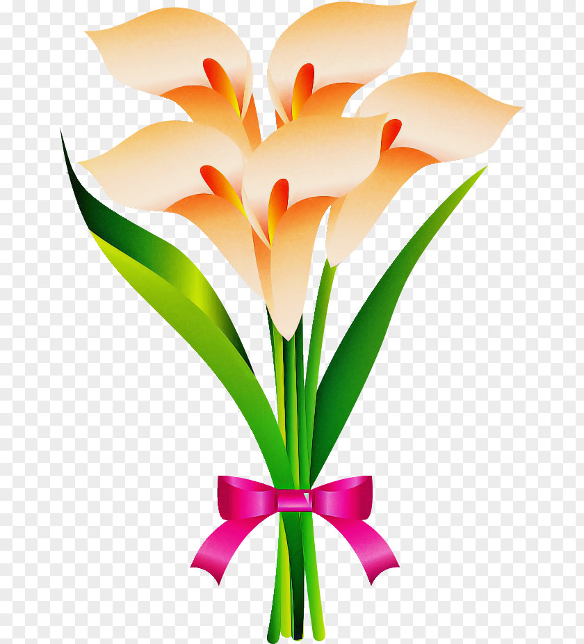 Calla Flower PNG