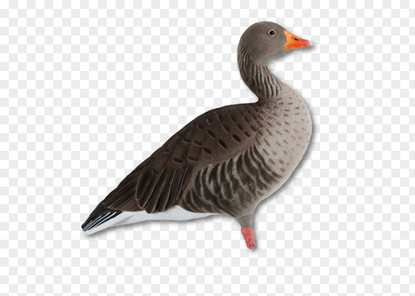 Flock Greylag Goose Duck Mallard Canada PNG