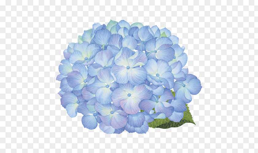 Hortensia Table Paper Place Mats Cloth Napkins Hydrangea PNG