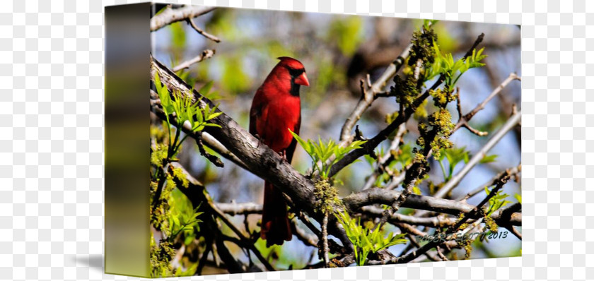 Northern Cardinal Finches Fauna Beak Wildlife PNG