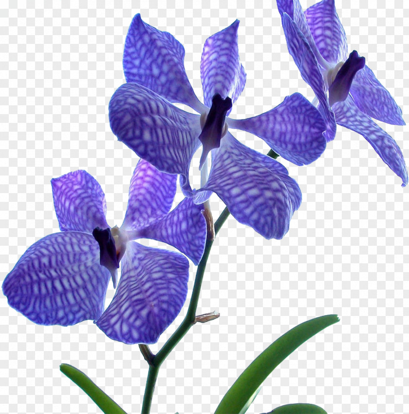 Orchids Flower Blue Dendrobium Desktop Wallpaper PNG