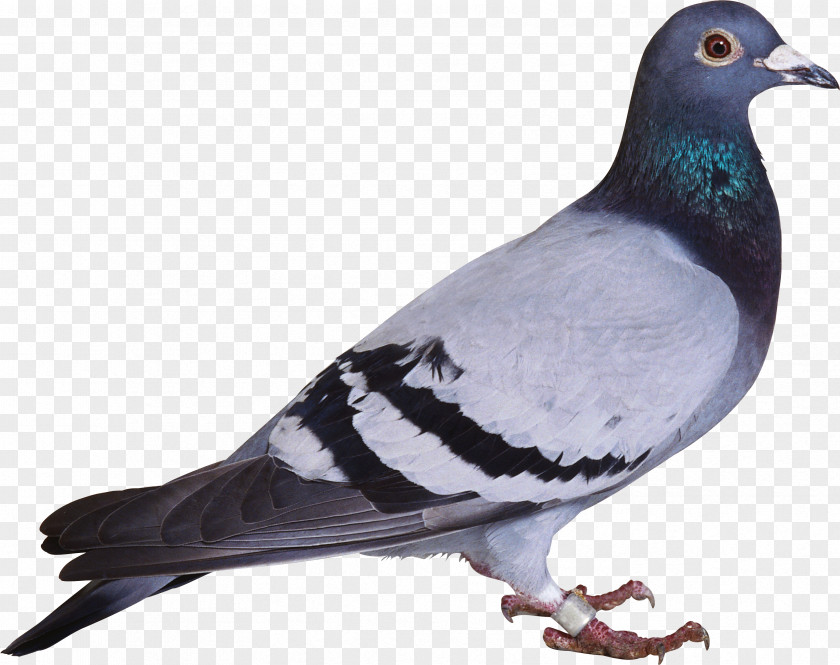 Pigeon Image Bird Columbidae Columba Clip Art PNG
