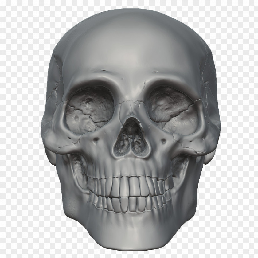 Skeleton Head Free Image Skull PNG