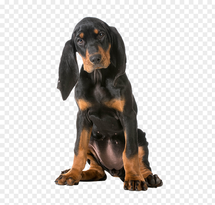Black Dog Gordon Setter Schweizer Laufhund Smaland Hound And Tan Coonhound Breed PNG