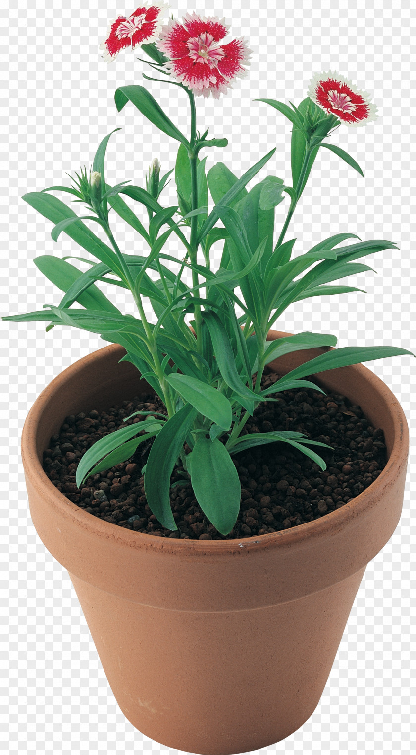 CARNATION Flowerpot Houseplant PNG