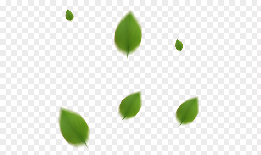 Clinician Symbol Leaf Desktop Wallpaper Image GIF PNG