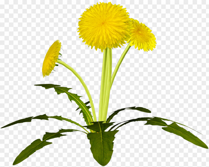 Dandelion Flower Clip Art PNG