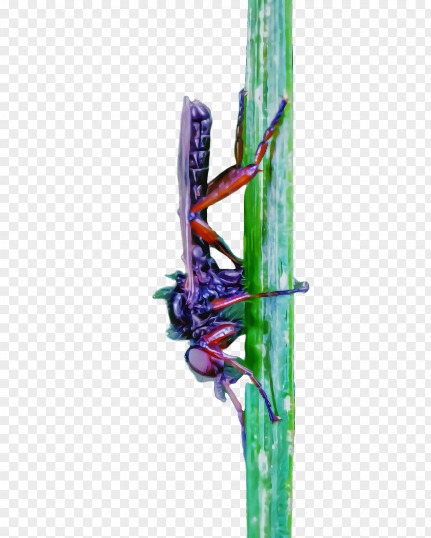 Flower Dragonfly Insect Plant Stem Dragonflies And Damseflies PNG